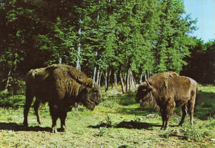 Bison d'Europe