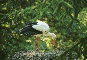 Cigogne