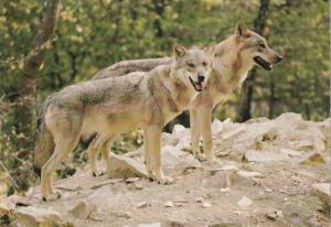 Loup d'Europe