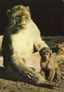 Magot ou singe de Gibraltar