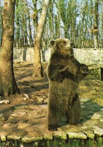 Ours brun
