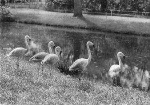 Flamants roses
