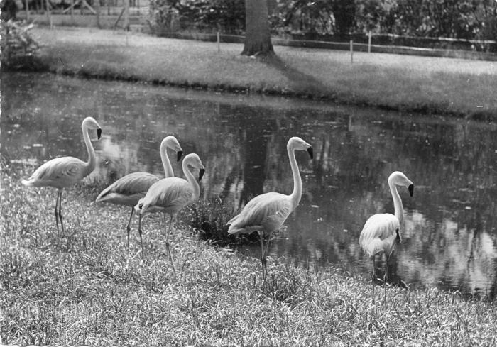 Flamants roses