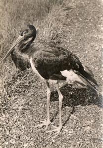 Cigogne noire