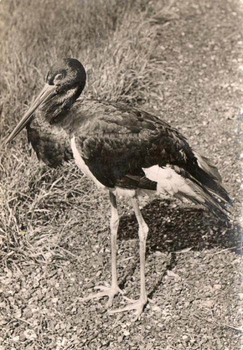 Cigogne noire