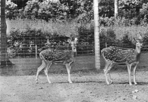 Cerf Axis
