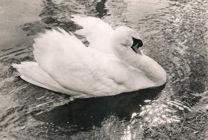 Cygne blanc