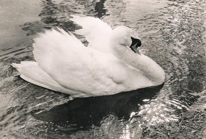 Cygne blanc