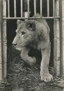 Lion du Sénégal