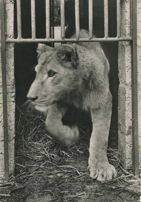 Lion du Sénégal