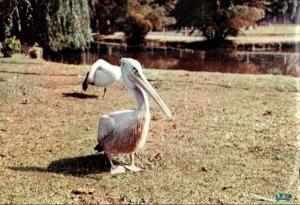 Pélicans