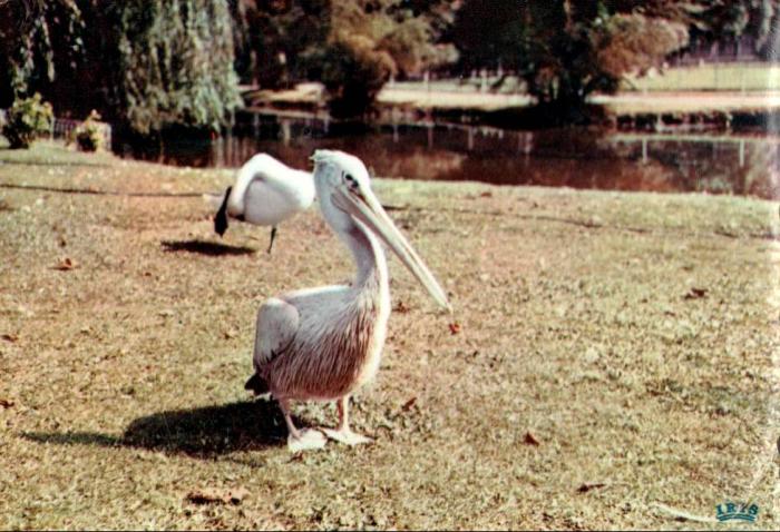 Pélicans