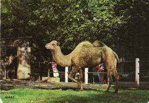 Le Chameau - 1969