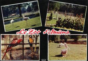 Les Flamants - Pélicans - Perroquets - Daims