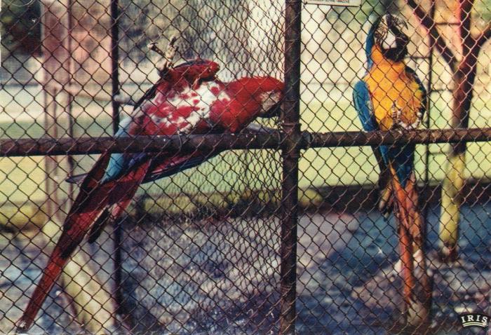 Perroquets - 1960