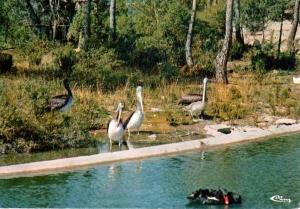 Cygnes noirs et Pélican - 1990