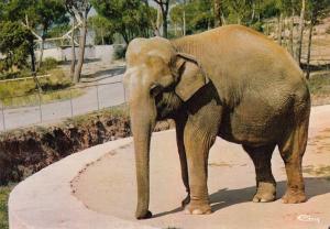 "Karine" Eléphant d'Asie