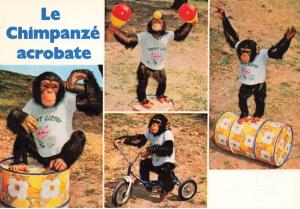 Le chimpanzé acrobate "Kimbo"