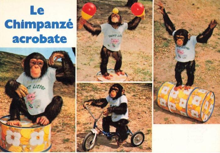 Le chimpanzé acrobate "Kimbo"