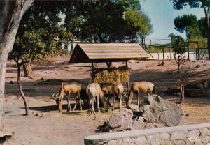 Les Bubales