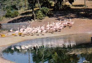 Les Flamants roses