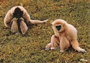 Les Gibbons "Gigi" et "Amara"