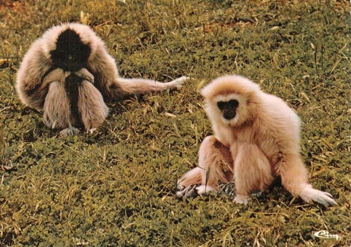 Les Gibbons "Gigi" et "Amara"