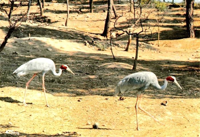 Les grues antigones