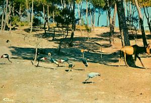 Les Grues couronnées