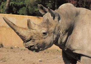 "Nestor" Rhinocéros