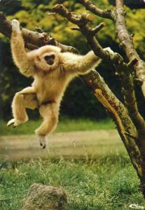 Gibbon acrobate "Gigi" - 1980