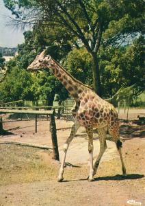 La Girafe