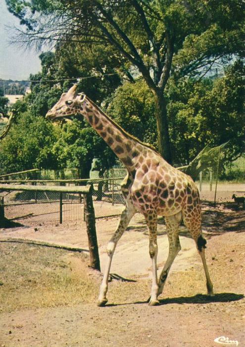 La Girafe