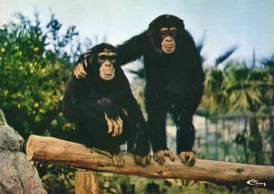Les Chimpanzés