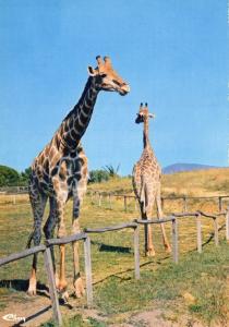 Les Girafes