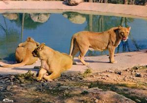 Les Lionnes - 1974