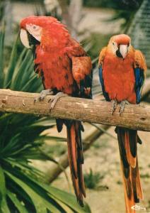Les Perroquets Ara