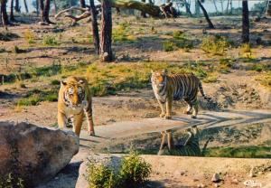 Les tigres - 1974