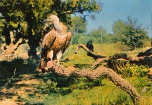 Les Vautours - 1974