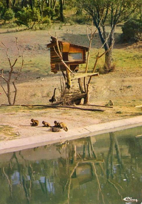 l'Ile aux singes - Capucins et Atèles