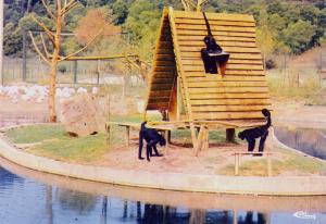 L'Ile aux singes , Atéles