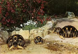 Tortues rayonnées de Madagascar