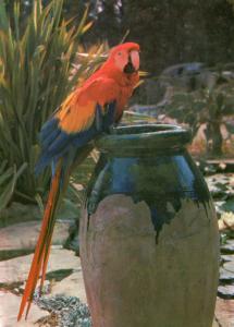Ara Macao - Brésil