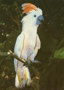 Cacatoés des Moluques