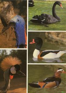 Casoar à casque - Grue couronnée - Cygne noir - Canard tadorne - Canard mandarin