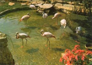Flamants rouges du Chili