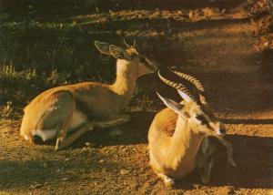 Gazelles Dorcas - Sahara