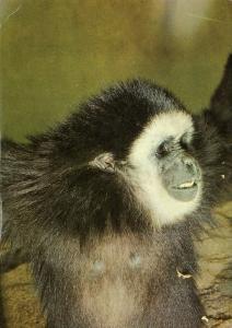 Gibbon lar - Asie