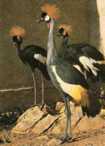 Grues couronnées - Afrique