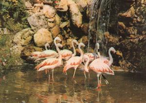 La cascade aux Flamants rouges du Chili - 1985